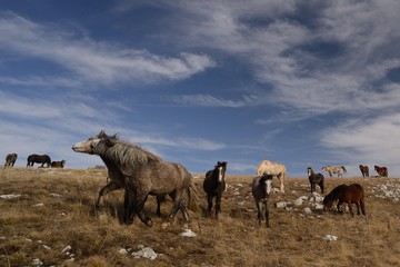 herd of wild horses
