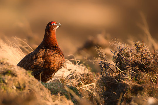 Red Grouse at Sunset 2