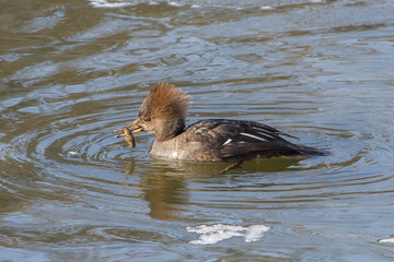 Hooded Merganser Female