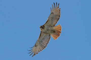 Red-tailed Hawk