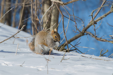 Obraz premium Eastern Grey Squirrel