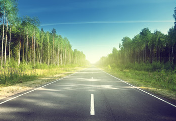 Naklejka premium road in summer forest