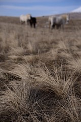 food for wild horses