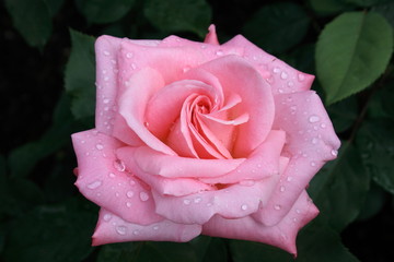 Rosa Rose aufgeblüht