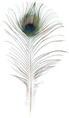 peacock feather isolated