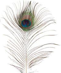 peacock feather isolated