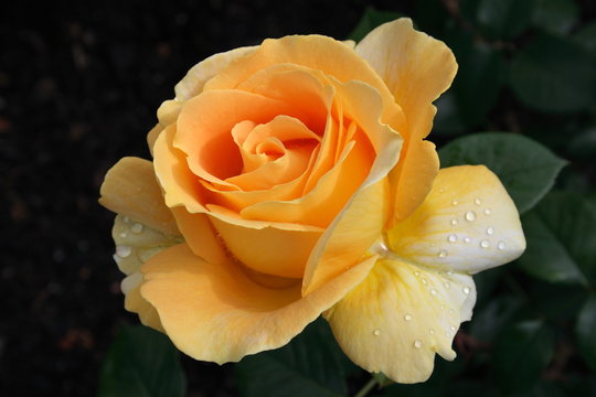 Pastellfarbene Rose