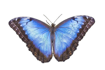 Naklejka premium Blue Morpho Butterfly