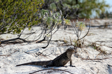 Iguana