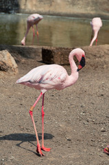 Beautiful pink flamingo