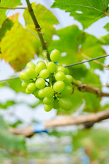green grapes