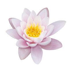 lotus isolé sur fond blanc