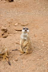 Fototapeta premium meerkat