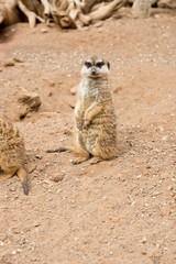 meerkat