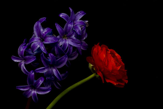 Fototapeta Blue hyacinth and red buttecup isolated on black background