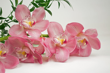 Orchidee