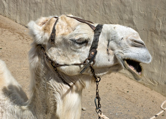 albino dromedary camel