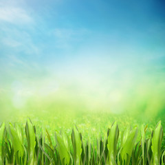 Fototapeta premium Summer sunny field