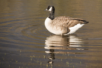 Canada goose