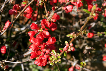 Chaenomeles in full flower - early