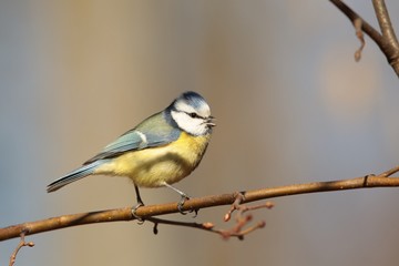 Fototapeta premium Blue tit - Parus caeruleus sings in the morning
