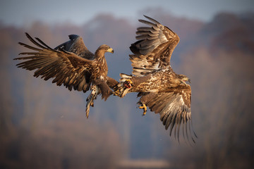 White-tailed sea eagles fighting over food