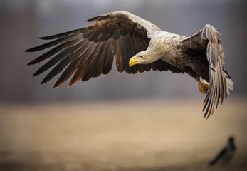 Foto auf Acrylglas Adler Erwachsener Seeadler im Flug