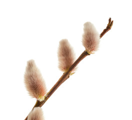 Willow catkins