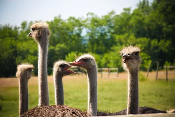 Deurstickers ostrich farm © coolnina