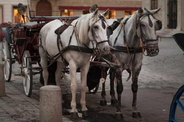 Naklejka na ściany i meble Traditional horse coach in Vienna, Austria