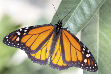 Monarchfalter (Danaus plexippus)