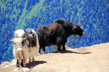 Two shaggy yaks in Caucasus mountains
