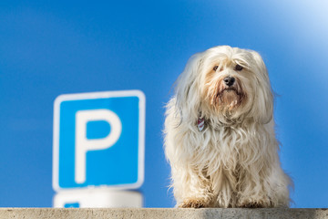 Parkplatz Hund