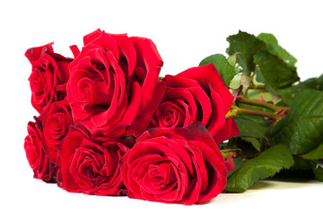 Three fresh red roses over white background
