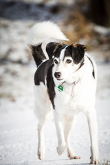 Hübscher Mischlings Hund