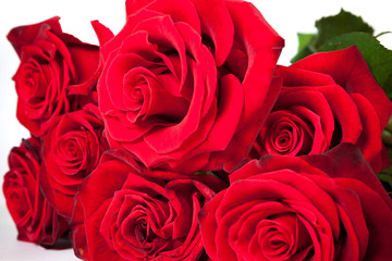 Three fresh red roses over white background