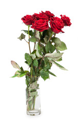 Three fresh red roses over white background