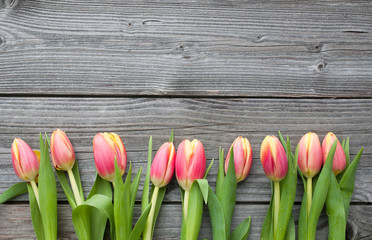 fresh tulips arranged on old wooden backgroun