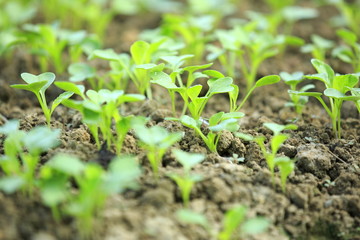 vegetable seedling