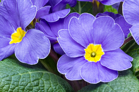 Primula Acaulis