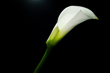 Calla lilly isolated on black