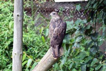 Aquila Wahlbergi - Wahlberg’s Eagle