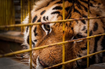 Portrait Of A Tiger In A Cage
