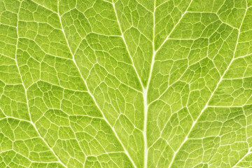 green leaf as background