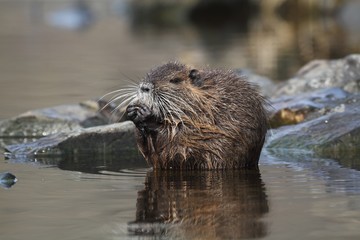 Young wild nutria in water. End of winter.