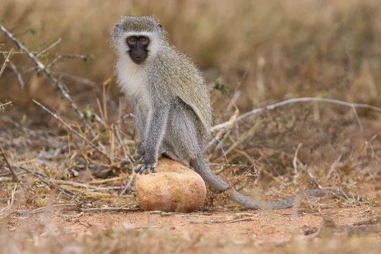 Vervet monkey sit on rock while forage for food in nature