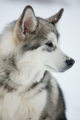 Dog ​​husky looks off to the side