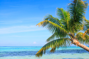 Fototapeta na wymiar Tropical Sea Palm View