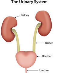 The Urinary System Diagram Labeled