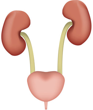 The Urinary System